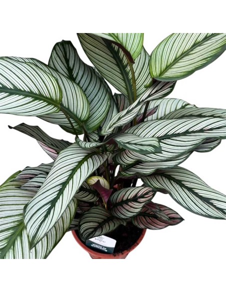 Calathea Majestica: Foglie Variegate Bianco, Verde e Rosa