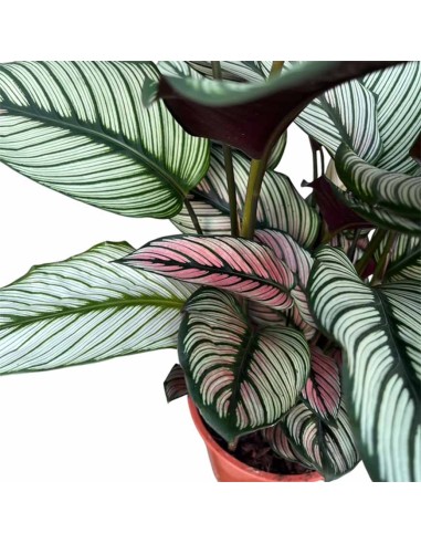 Calathea Majestica: Foglie Variegate Bianco, Verde e Rosa