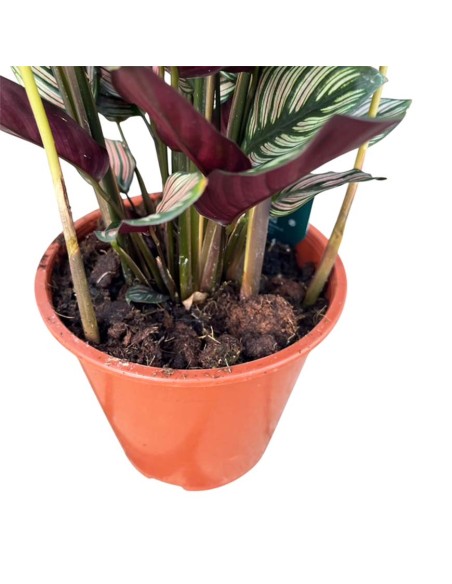 Calathea Majestica: Foglie Variegate Bianco, Verde e Rosa
