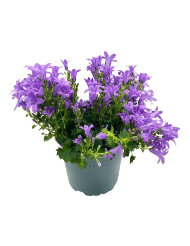 Campanula Ambella Lavender: Splendida e Ricca Fioritura