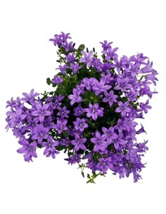 Campanula Ambella Lavender: Splendida e Ricca Fioritura 2