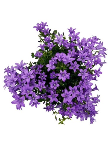 Campanula Ambella Lavender: Splendida e Ricca Fioritura