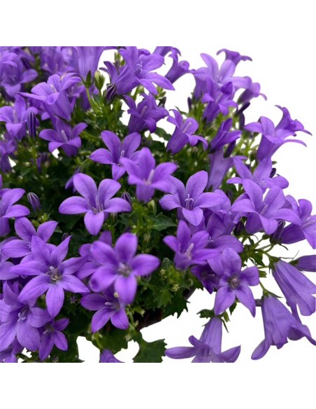 Campanula Ambella Lavender: Splendida e Ricca Fioritura