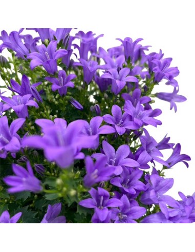Campanula Ambella Lavender: Splendida e Ricca Fioritura