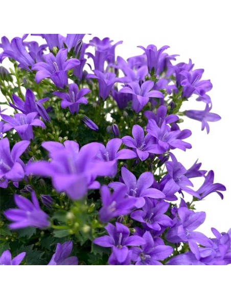 Campanula Ambella Lavender: Splendida e Ricca Fioritura