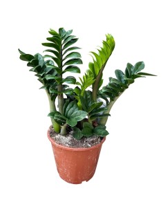 Zamioculcas Zamiifolia Zenzi: Pianta di Design da Interno