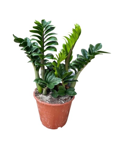 Zamioculcas Zamiifolia Zenzi: Pianta di Design da Interno