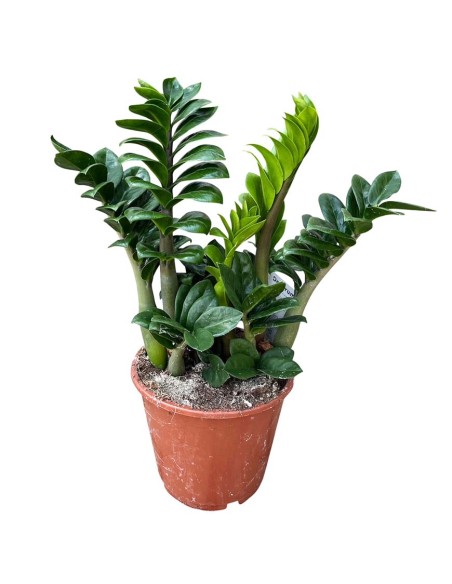 Zamioculcas Zamiifolia Zenzi: Pianta di Design da Interno