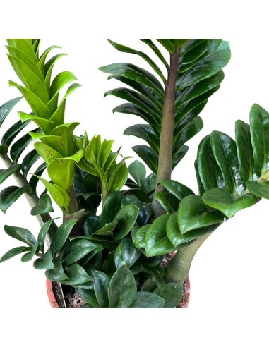 Zamioculcas Zamiifolia Zenzi: Pianta di Design da Interno