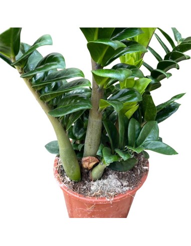 Zamioculcas Zamiifolia Zenzi: Pianta di Design da Interno