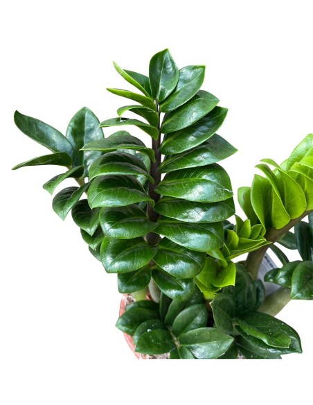 Zamioculcas Zamiifolia Zenzi: Pianta di Design da Interno