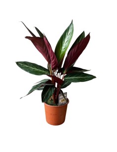 Calathea Sanguinea: Spettacolari Foglie Rosse e Verdi