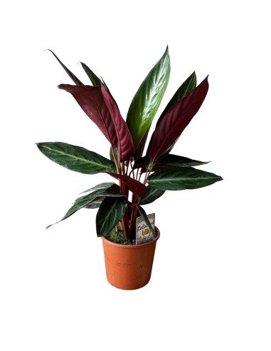 Calathea Sanguinea: Spettacolari Foglie Rosse e Verdi