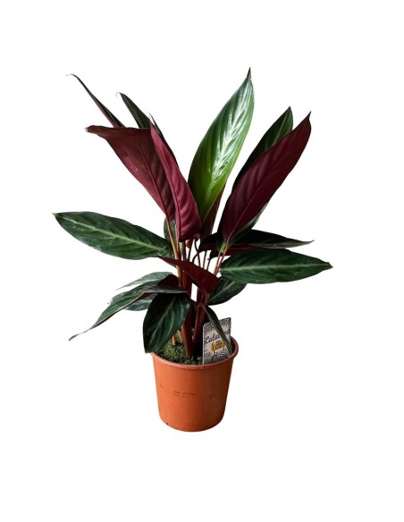 Calathea Sanguinea: Spettacolari Foglie Rosse e Verdi