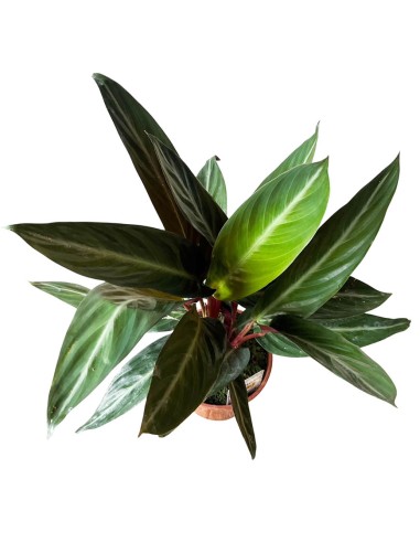 Calathea Sanguinea: Spettacolari Foglie Rosse e Verdi