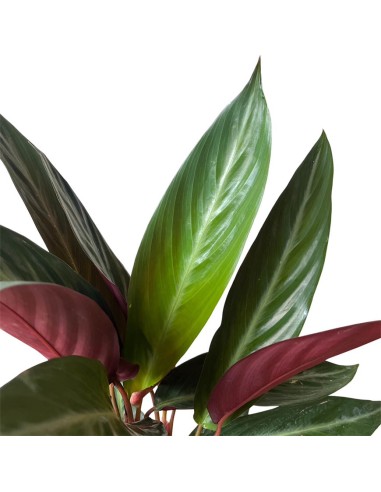 Calathea Sanguinea: Spettacolari Foglie Rosse e Verdi