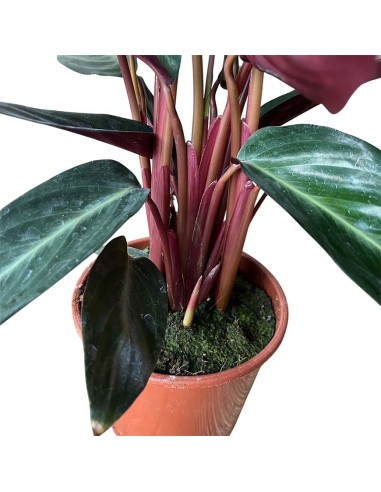 Calathea Sanguinea: Spettacolari Foglie Rosse e Verdi