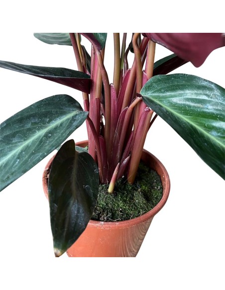 Calathea Sanguinea: Spettacolari Foglie Rosse e Verdi