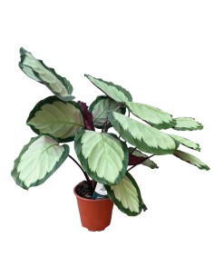 Calathea Picturata Argentea: Foglie d'Argento che Vivono