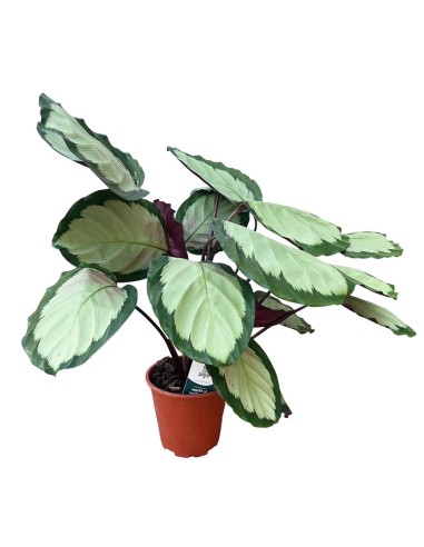 Calathea Picturata Argentea: Foglie d'Argento che Vivono