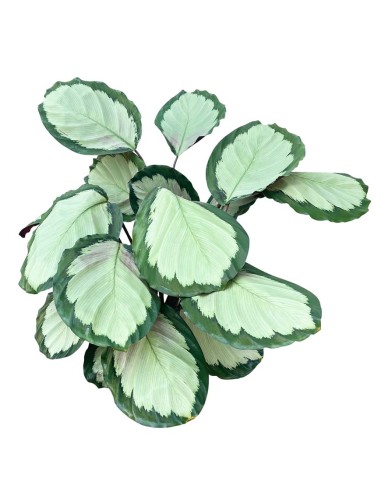 Calathea Picturata Argentea: Foglie d'Argento che Vivono