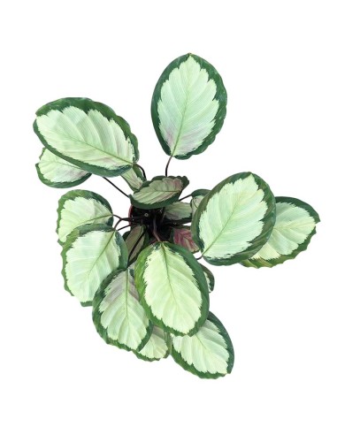 Calathea Picturata Argentea: Foglie d'Argento che Vivono