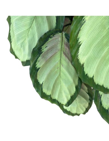 Calathea Picturata Argentea: Foglie d'Argento che Vivono