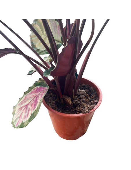 Calathea Picturata Argentea: Foglie d'Argento che Vivono