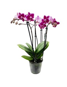 Phalaenopsis Hornglin Vicky: Orchidea Porpora da Collezione