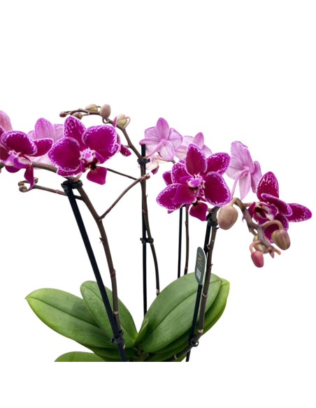 Phalaenopsis Hornglin Vicky: Orchidea Porpora da Collezione