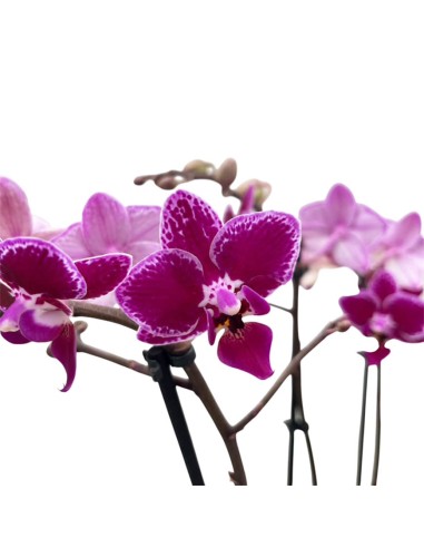 Phalaenopsis Hornglin Vicky: Orchidea Porpora da Collezione