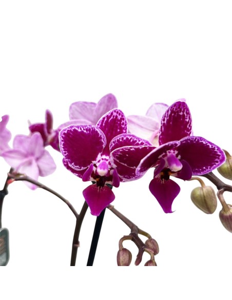 Phalaenopsis Hornglin Vicky: Orchidea Porpora da Collezione