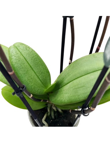 Phalaenopsis Hornglin Vicky: Orchidea Porpora da Collezione