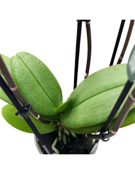 Phalaenopsis Hornglin Vicky: Orchidea Porpora da Collezione