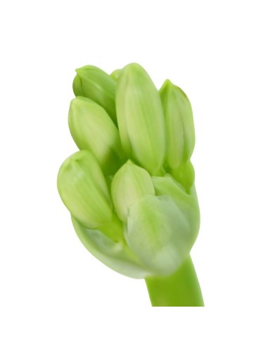 Clivia Miniata v 13: La Rara Varietà dai Fiori