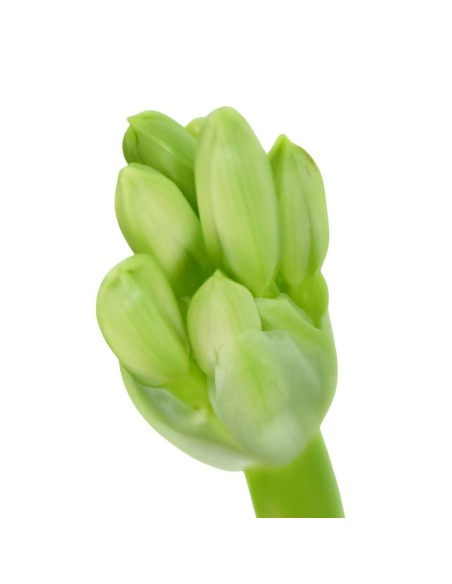 Clivia Miniata v 13: La Rara Varietà dai Fiori