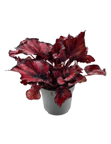 Begonia Rex Kohala Red: Splendida Pianta da Interno