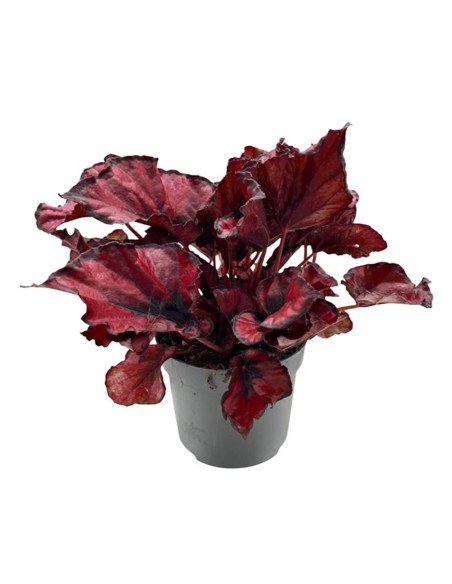 Begonia Rex Kohala Red: Splendida Pianta da Interno
