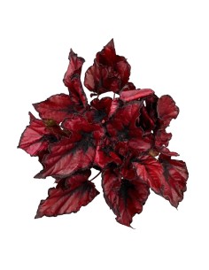 Begonia Rex Kohala Red: Splendida Pianta da Interno 2