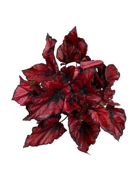 Begonia Rex Kohala Red: Splendida Pianta da Interno