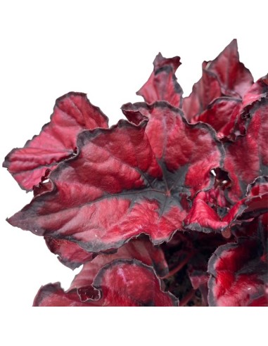 Begonia Rex Kohala Red: Splendida Pianta da Interno