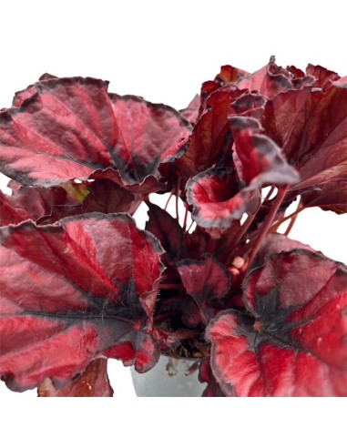 Begonia Rex Kohala Red: Splendida Pianta da Interno
