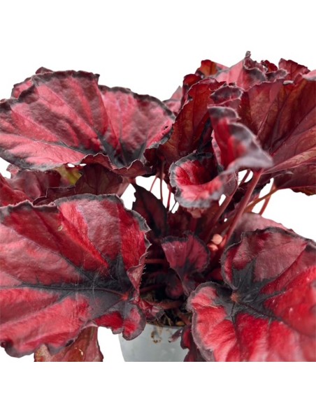 Begonia Rex Kohala Red: Splendida Pianta da Interno
