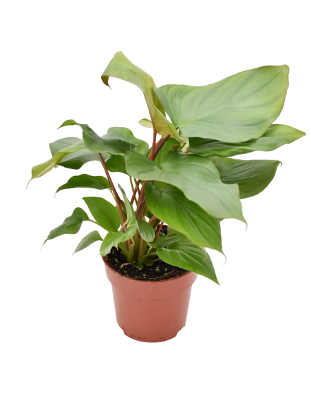 Homalomena Maggy La Pianta Tropicale dalle Foglie a Cuore