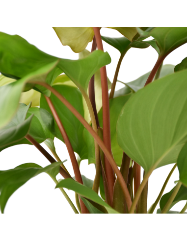 Homalomena Maggy La Pianta Tropicale dalle Foglie a Cuore