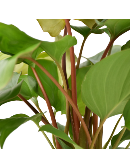 Homalomena Maggy La Pianta Tropicale dalle Foglie a Cuore