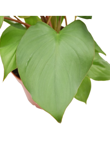 Homalomena Maggy La Pianta Tropicale dalle Foglie a Cuore