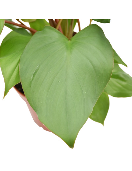 Homalomena Maggy La Pianta Tropicale dalle Foglie a Cuore