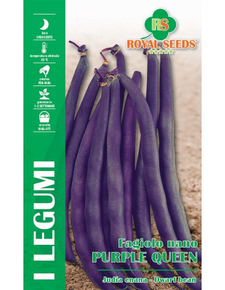 SEMI FAGIOLO NANO PURPLE QUEEN Gusto eccezionale