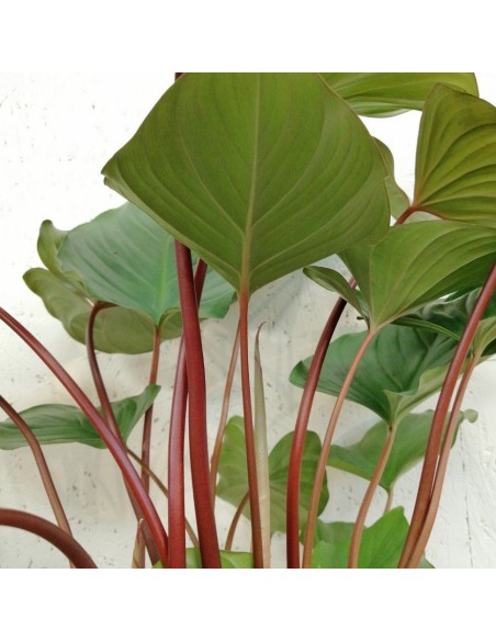 Homalomena Maggy La Pianta Tropicale dalle Foglie a Cuore